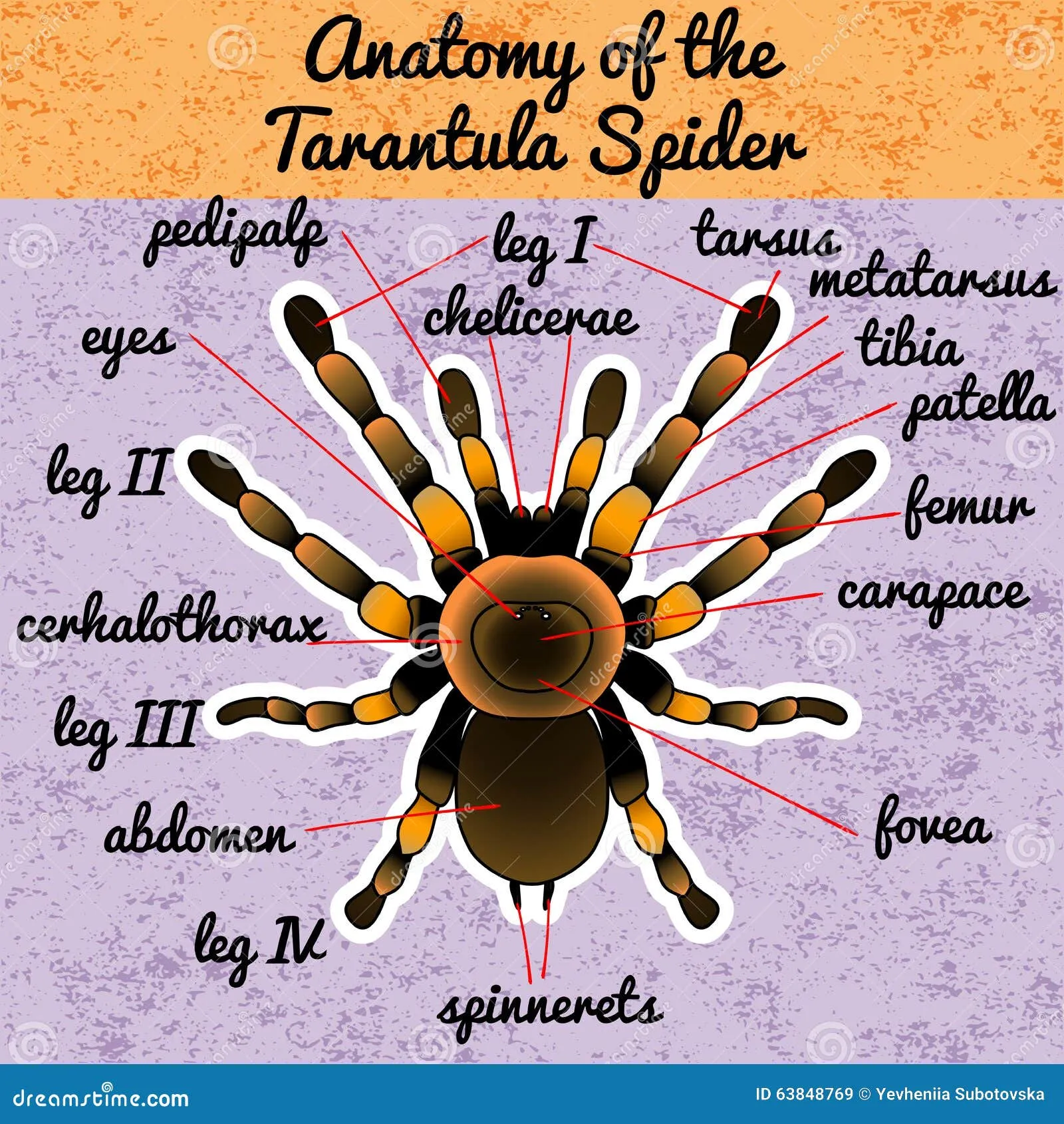 21981 tarantula leg anatomy