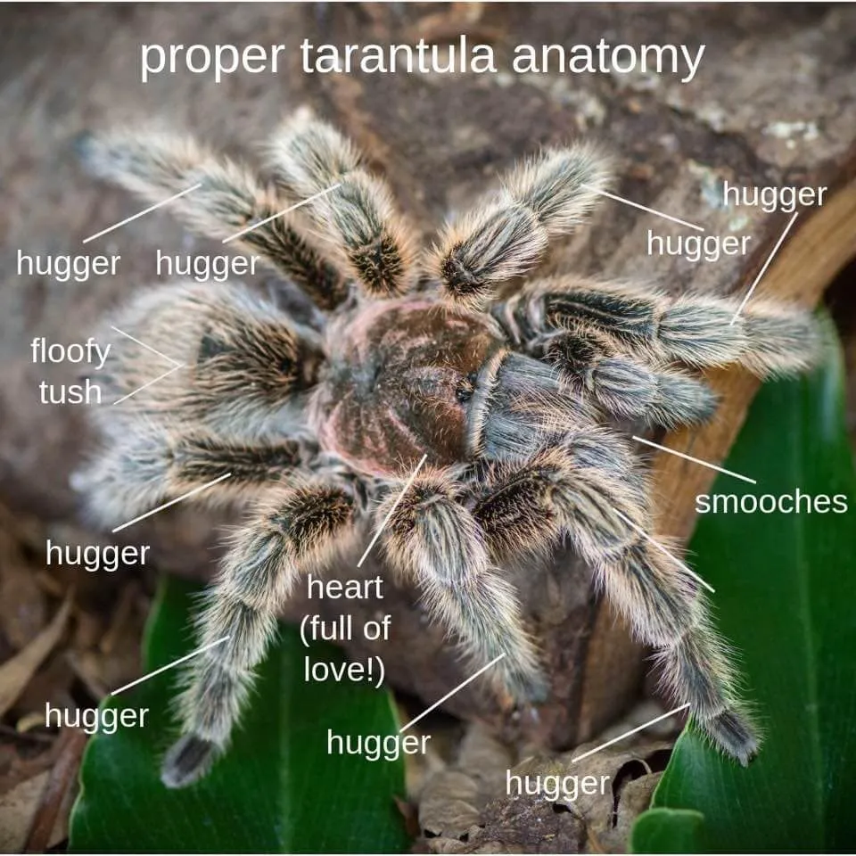 21981 tarantula spinnerets