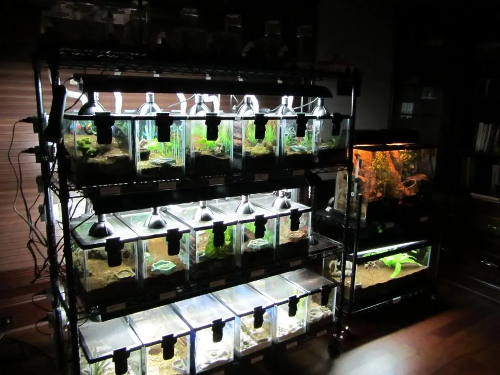 21982 kitten safe enclosure materials