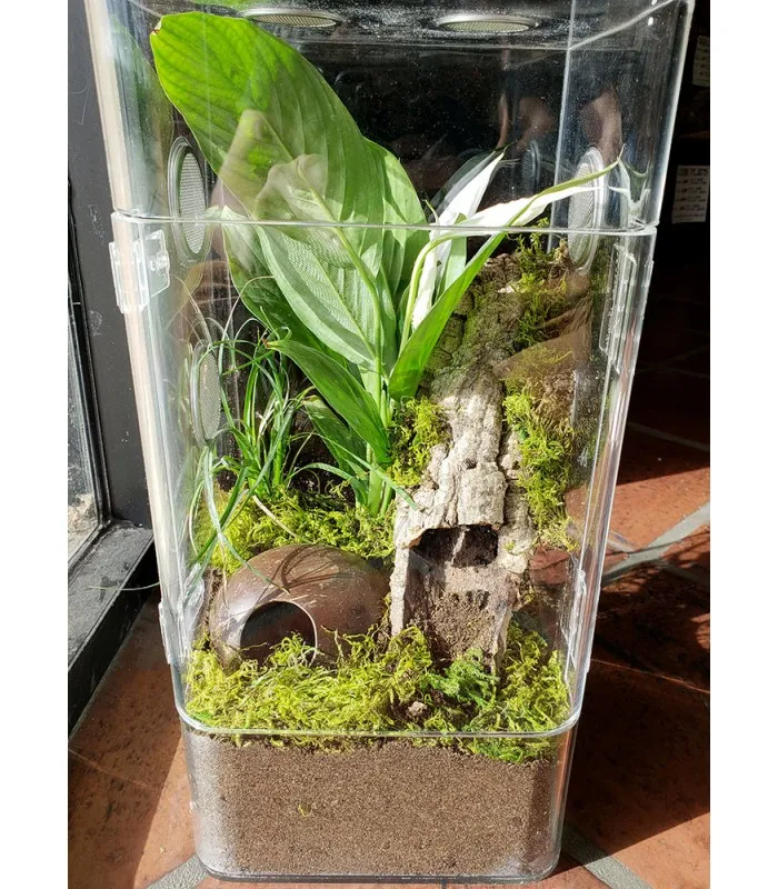 21982 tarantula enclosure cleaning