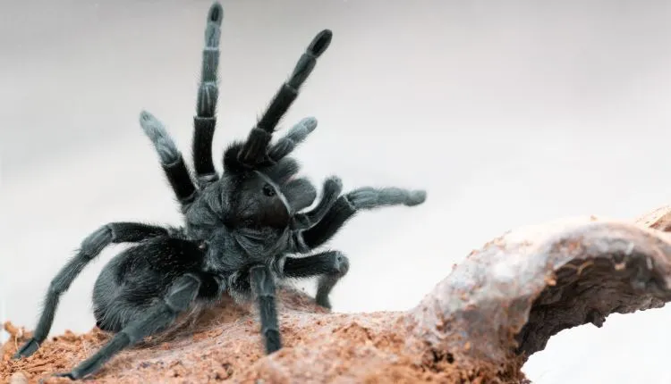 21984 brazilian black tarantula enclosure