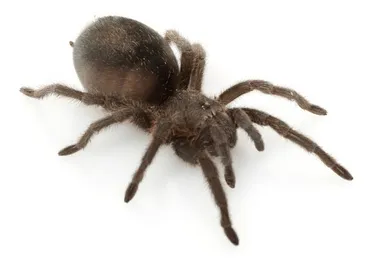 21984 brazilian black tarantula in habitat