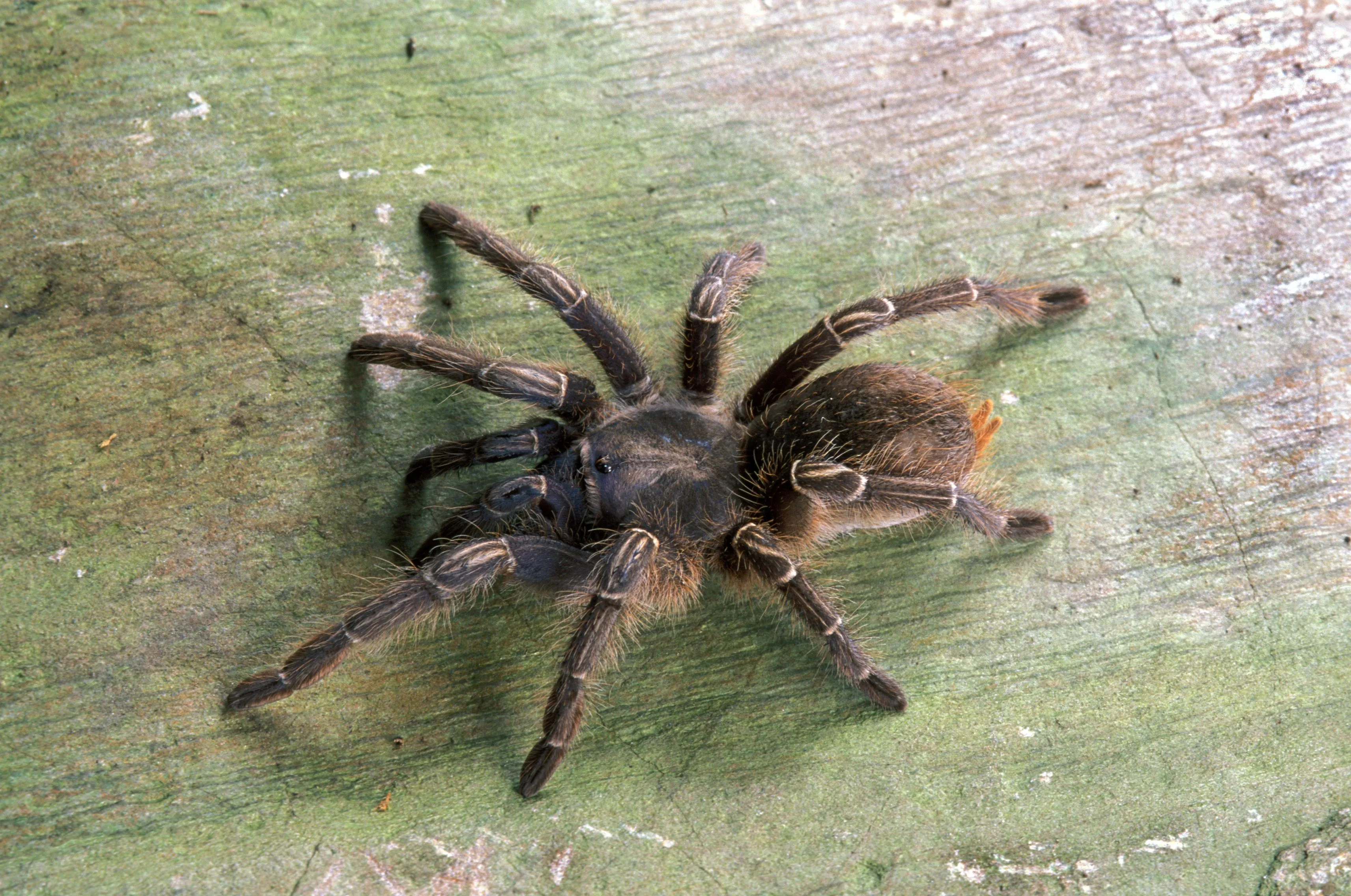 21987 communal tarantulas cooperative hunting