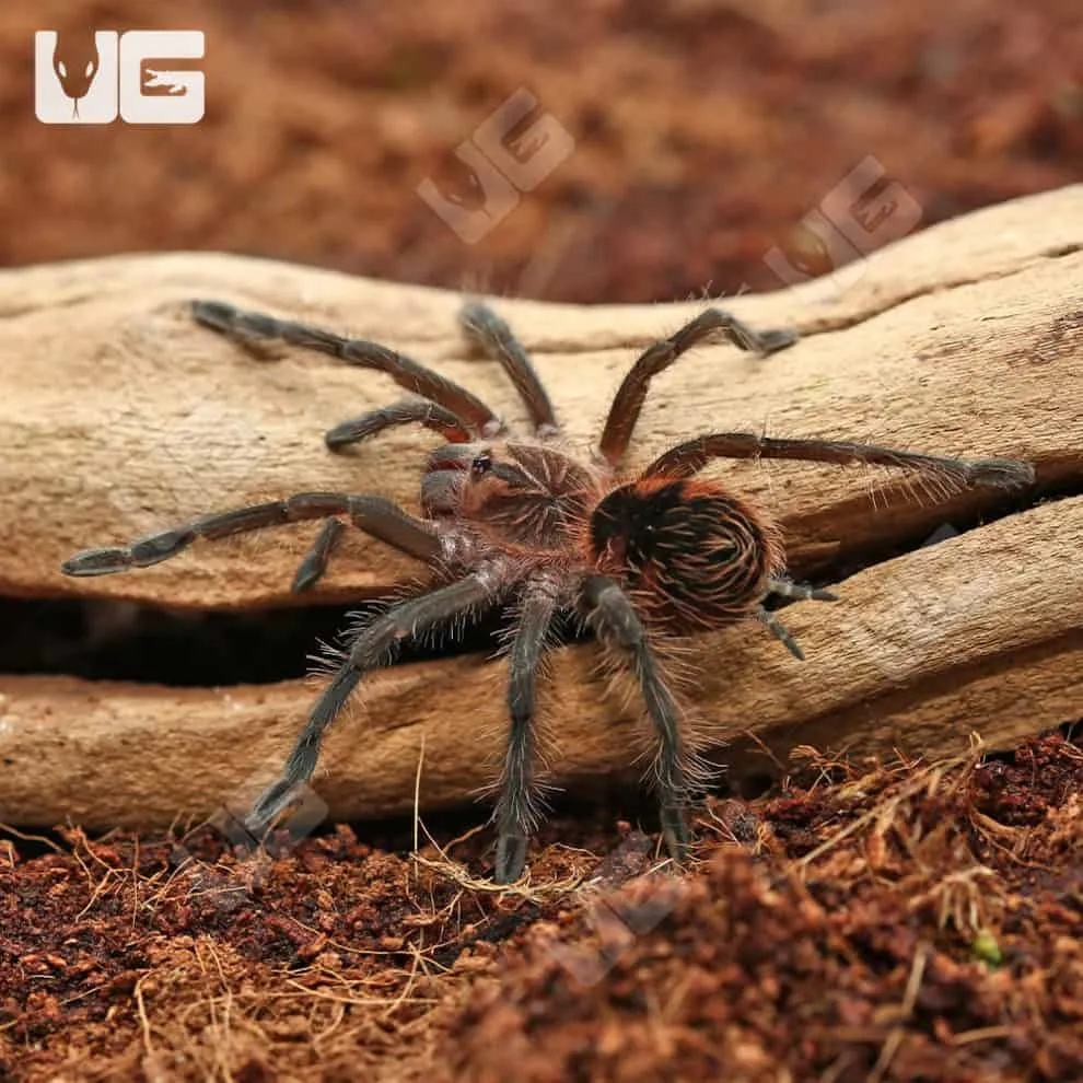 21988 brazilian pink bloom tarantula feeding