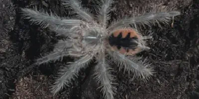 /img/21988-brazilian-pink-bloom-tarantula-health.webp