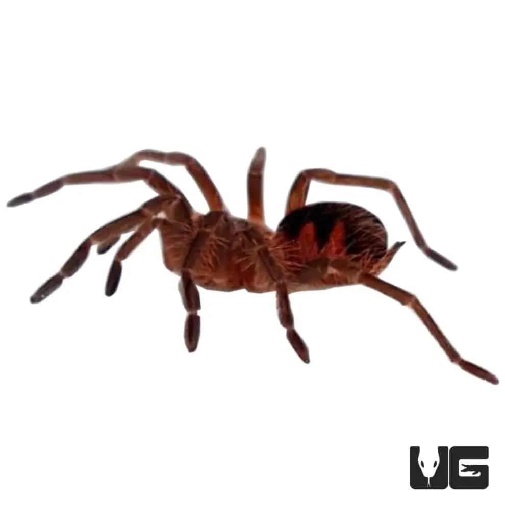 21988 brazilian pink bloom tarantula