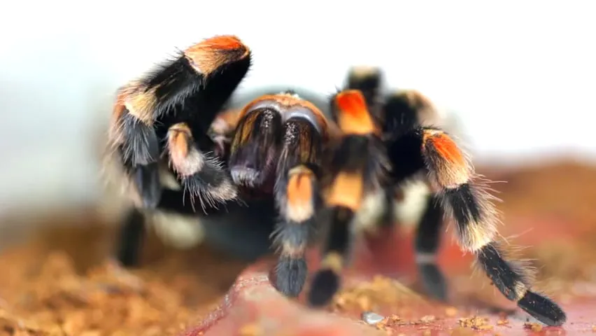 21989 tarantula eating