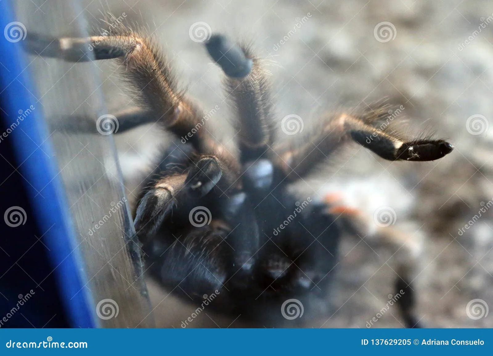 21989 tarantula legs