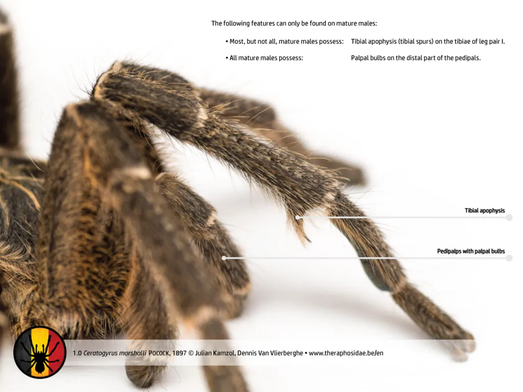 21989 tarantula silk